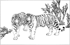 老虎线描 老虎白描 老虎素描