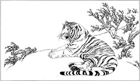老虎线描 老虎白描 老虎素描