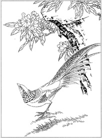 锦鸡线描 锦鸡白描 锦鸡素描