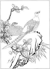 锦鸡线描 锦鸡白描 锦鸡素描