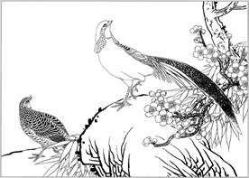 锦鸡线描 锦鸡白描 锦鸡素描