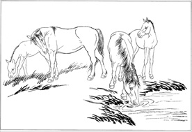 骏马线描 骏马白描 骏马素描