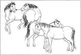 骏马线描 骏马白描 骏马素描