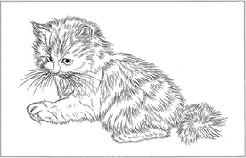 猫咪线描 猫咪白描 猫咪素描