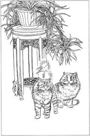 猫咪线描 猫咪白描 猫咪素描