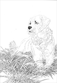 名犬线描 名犬白描 名犬素描