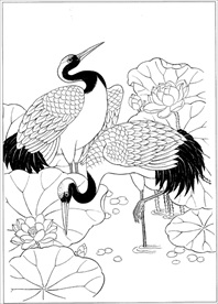 仙鹤线描 仙鹤白描 仙鹤素描