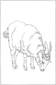 山羊线描 山羊白描 山羊素描