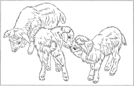 山羊线描 山羊白描 山羊素描