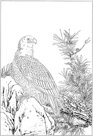 雄鹰线描 雄鹰白描 雄鹰素描