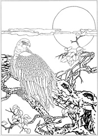 雄鹰线描 雄鹰白描 雄鹰素描