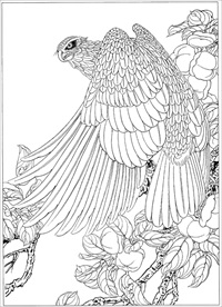 雄鹰线描 雄鹰白描 雄鹰素描