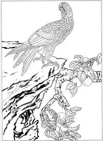 雄鹰线描 雄鹰白描 雄鹰素描