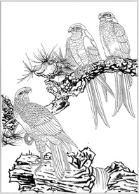 雄鹰线描 雄鹰白描 雄鹰素描
