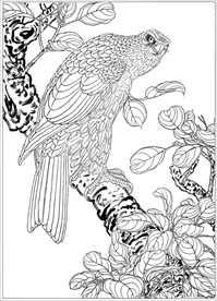 雄鹰线描 雄鹰白描 雄鹰素描