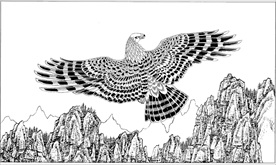 雄鹰线描 雄鹰白描 雄鹰素描