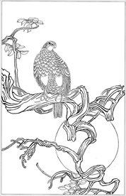 雄鹰线描 雄鹰白描 雄鹰素描