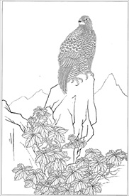 雄鹰线描 雄鹰白描 雄鹰素描