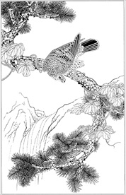 雄鹰线描 雄鹰白描 雄鹰素描