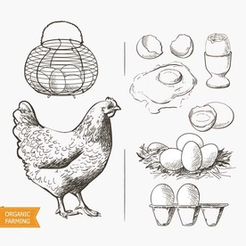 土鸡蛋手绘素描设计素材