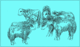 牦牛线描 牦牛白描 牦牛素描