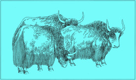 牦牛线描 牦牛白描 牦牛素描