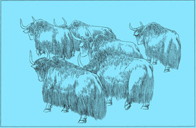 牦牛线描 牦牛白描 牦牛素描