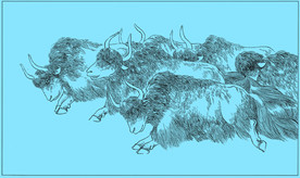 牦牛线描 牦牛白描 牦牛素描