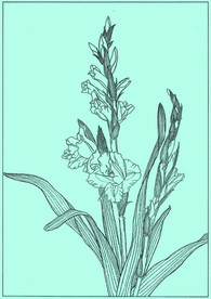 菖兰线描 菖兰白描 菖兰素描