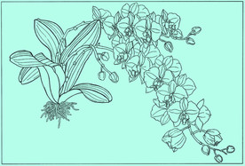 蝴蝶兰线描 蝴蝶兰白描 蝴蝶兰