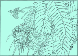 蕙兰线描 蕙兰白描 蕙兰素描