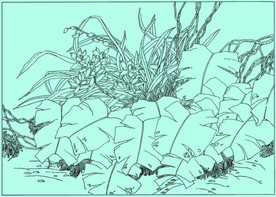 蕙兰线描 蕙兰白描 蕙兰素描