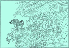 石斛兰线描 石斛兰白描 石斛兰