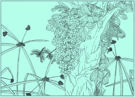 石斛兰线描 石斛兰白描 石斛兰