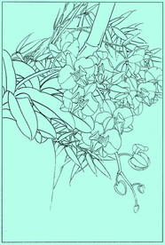 洋兰线描 洋兰白描 洋兰素描