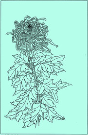 菊花线描 菊花白描 菊花素描