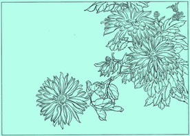 菊花线描 菊花白描 菊花素描