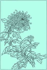 菊花线描 菊花白描 菊花素描