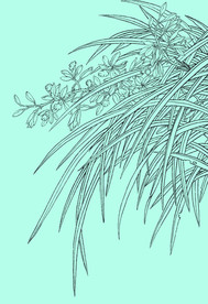 兰花线描 兰花白描 兰花素描