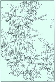 曼陀罗线描 曼陀罗白描 曼陀罗