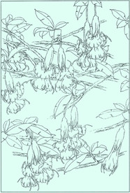 曼陀罗线描 曼陀罗白描 曼陀罗