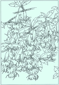 曼陀罗线描 曼陀罗白描 曼陀罗