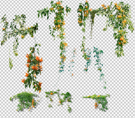 分层PSD爬藤绿叶