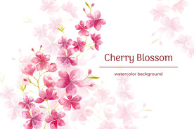 水彩樱花背景
