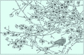 梅花线描 梅花白描 梅花素描
