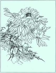 牡丹花线描 牡丹花白描 牡丹花