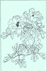 牡丹花线描 牡丹花白描 牡丹花