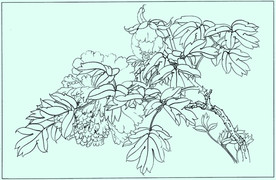 牡丹花线描 牡丹花白描 牡丹花