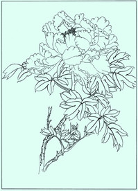 牡丹花线描 牡丹花白描 牡丹花