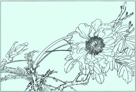 牡丹花线描 牡丹花白描 牡丹花